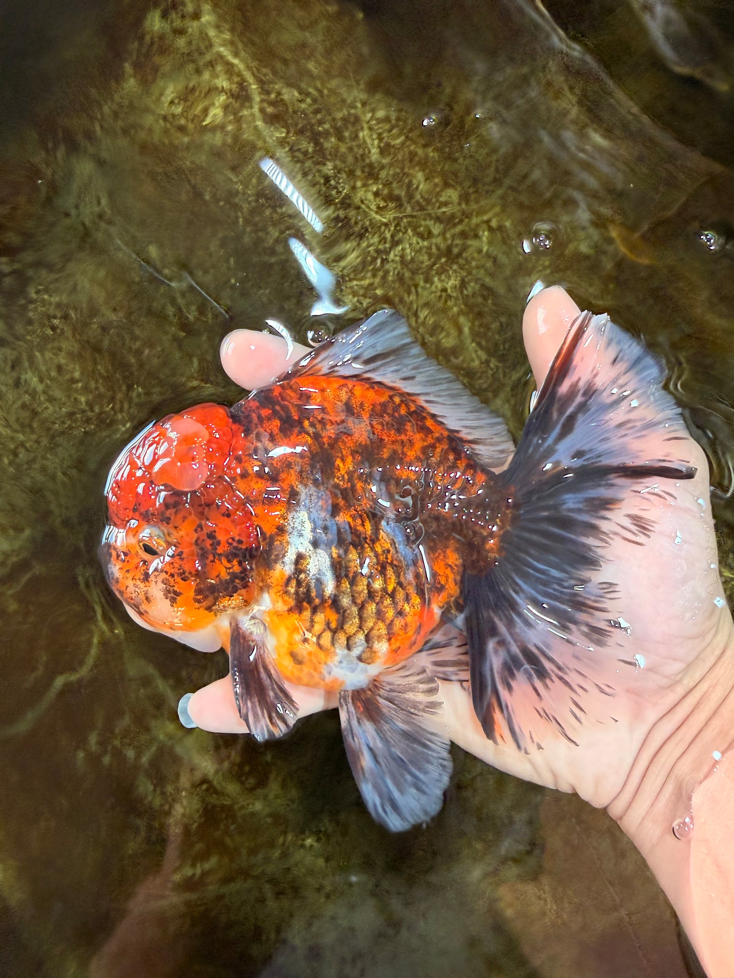 AAA Grade Calico Oranda Male 6 inches #101725OR_23