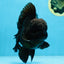 AAA Grade Godzilla Black Oranda Male 6 inches #080125OR_05