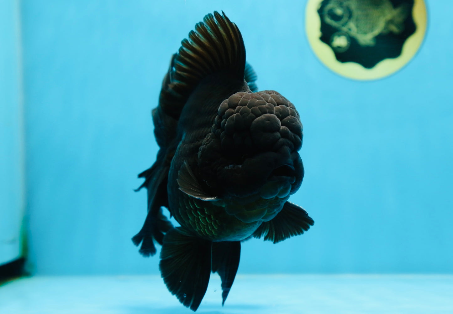 AAA Grade Godzilla Black Oranda Male 6 inches #080125OR_05