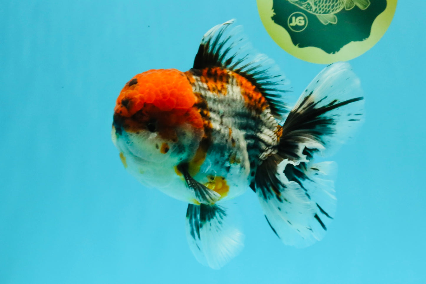 A Grade Godzilla Red Head Kirin Oranda Male 6-6.5 inches #031326OR_04