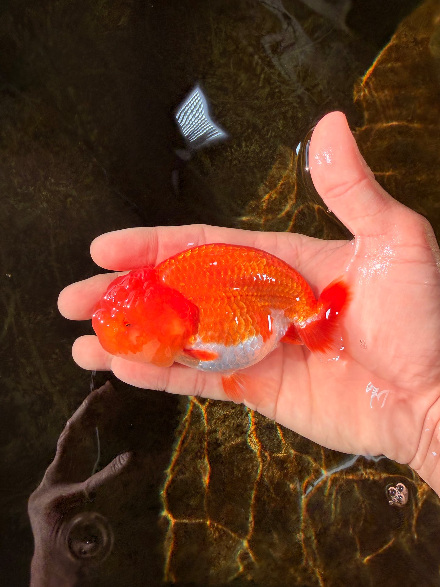 CHUBBY AAA Grade Red Head LionQueen 4-4.5 inches #102425LC_11