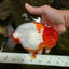 BIG WEN A Grade Red Head Red White Buffalo Ranchu Female 6 inches #101626RC_23