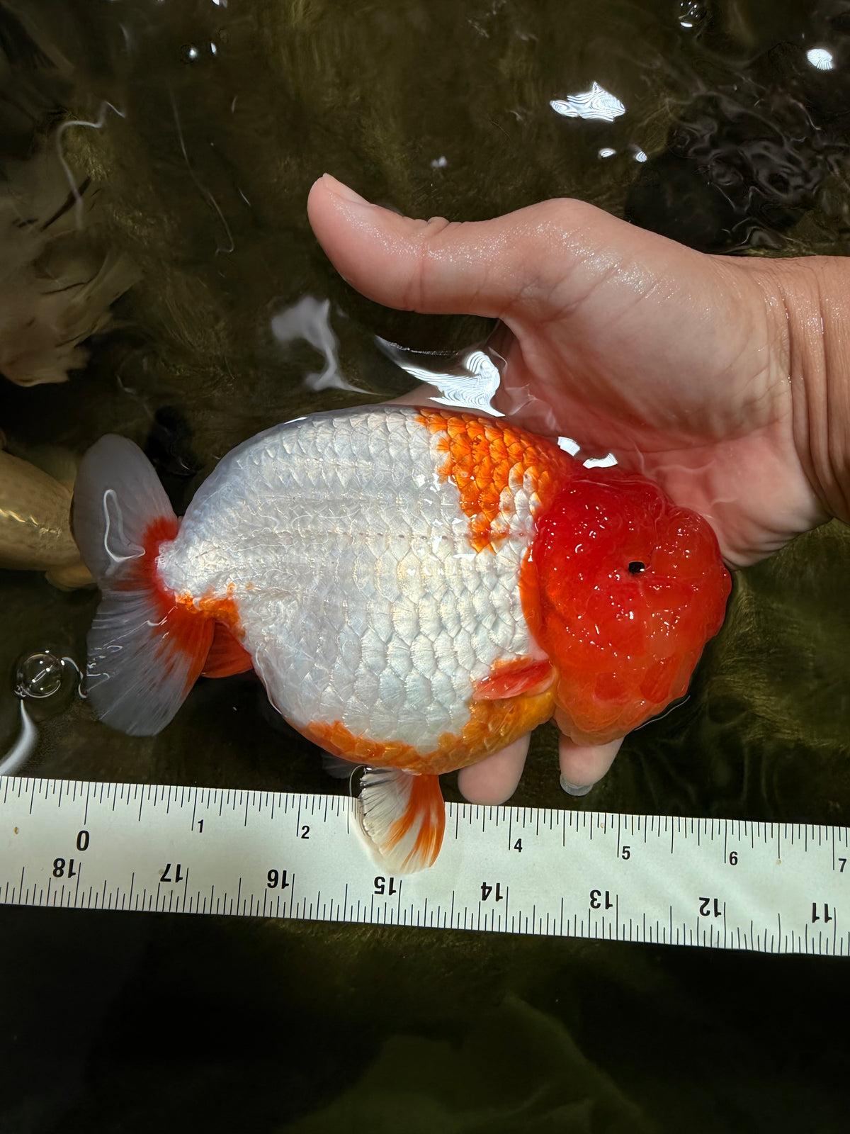 BIG WEN A Grade Red Head Red White Buffalo Ranchu Female 6 inches #101626RC_23