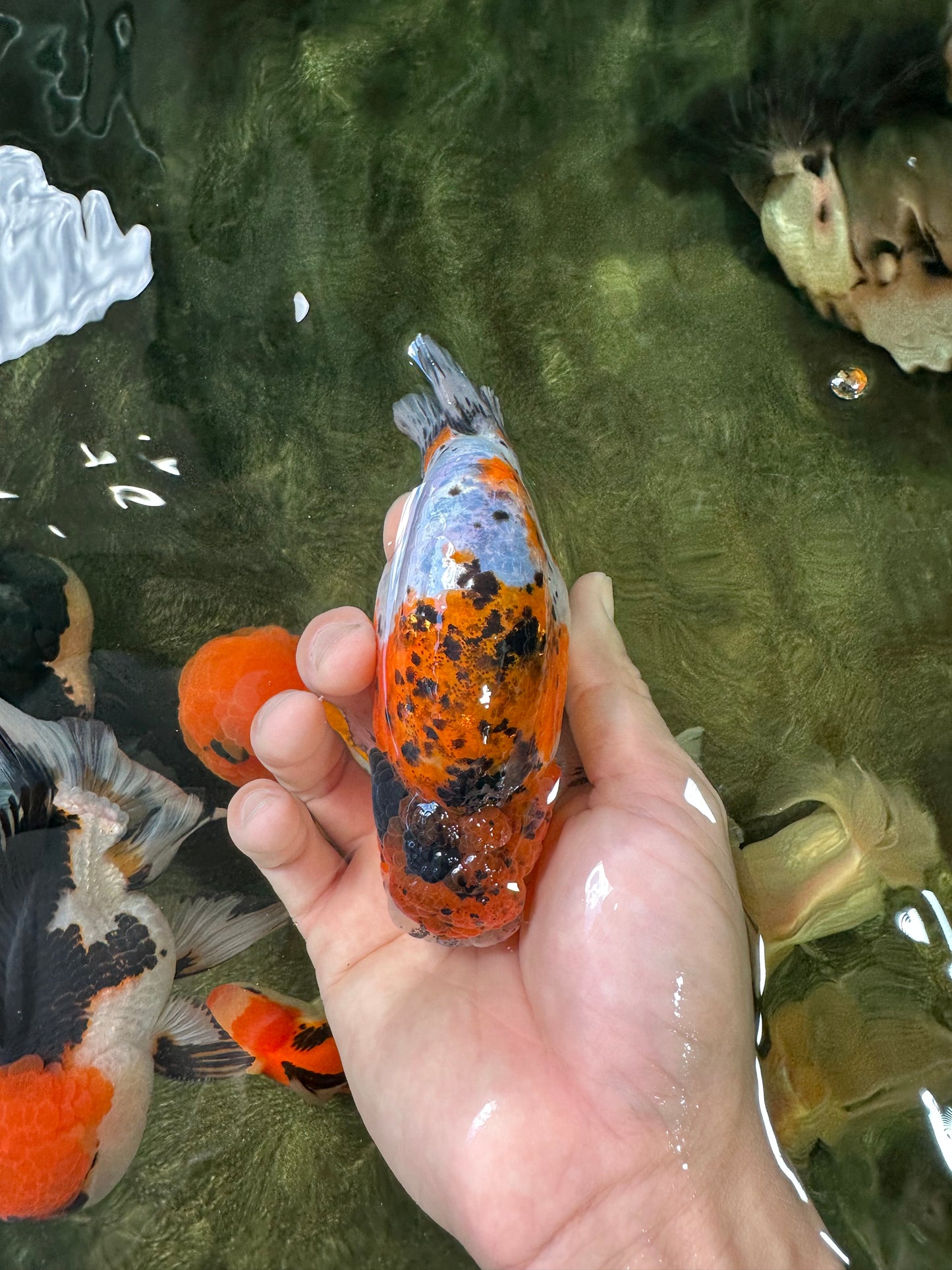 A Grade Calico LionKing 4.5-5 inches #052325LC_14