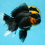 A Grade Lava Head Tricolor Oranda Male 5.5-6 inches #052325OR_08
