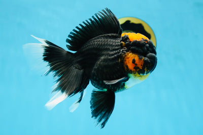 A Grade Lava Head Tricolor Oranda Male 5.5-6 inches #052325OR_08