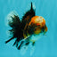 CHUBBY AAA Grade Tiger Oranda Male 5.5 inches #050126OR_08