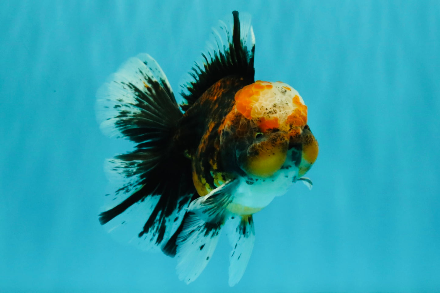 CHUBBY AAA Grade Tiger Oranda Male 5.5 inches #050126OR_08