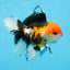 A Grade Tricolor Oranda Male 5 inches #0906OR_29