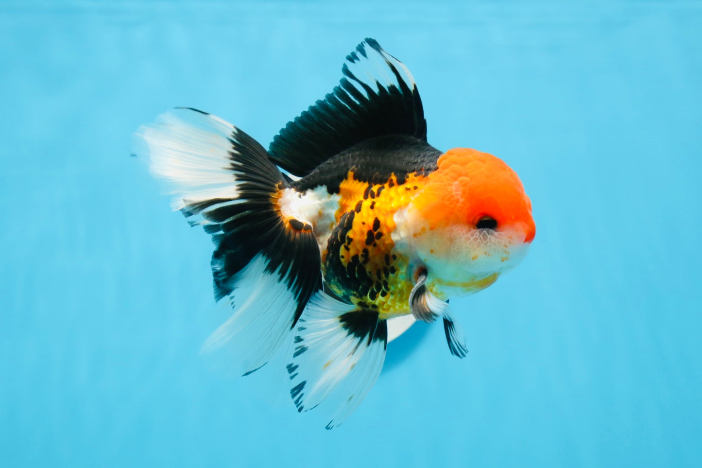 Oranda macho tricolor de grado A de 5 pulgadas n.° 0906OR_29