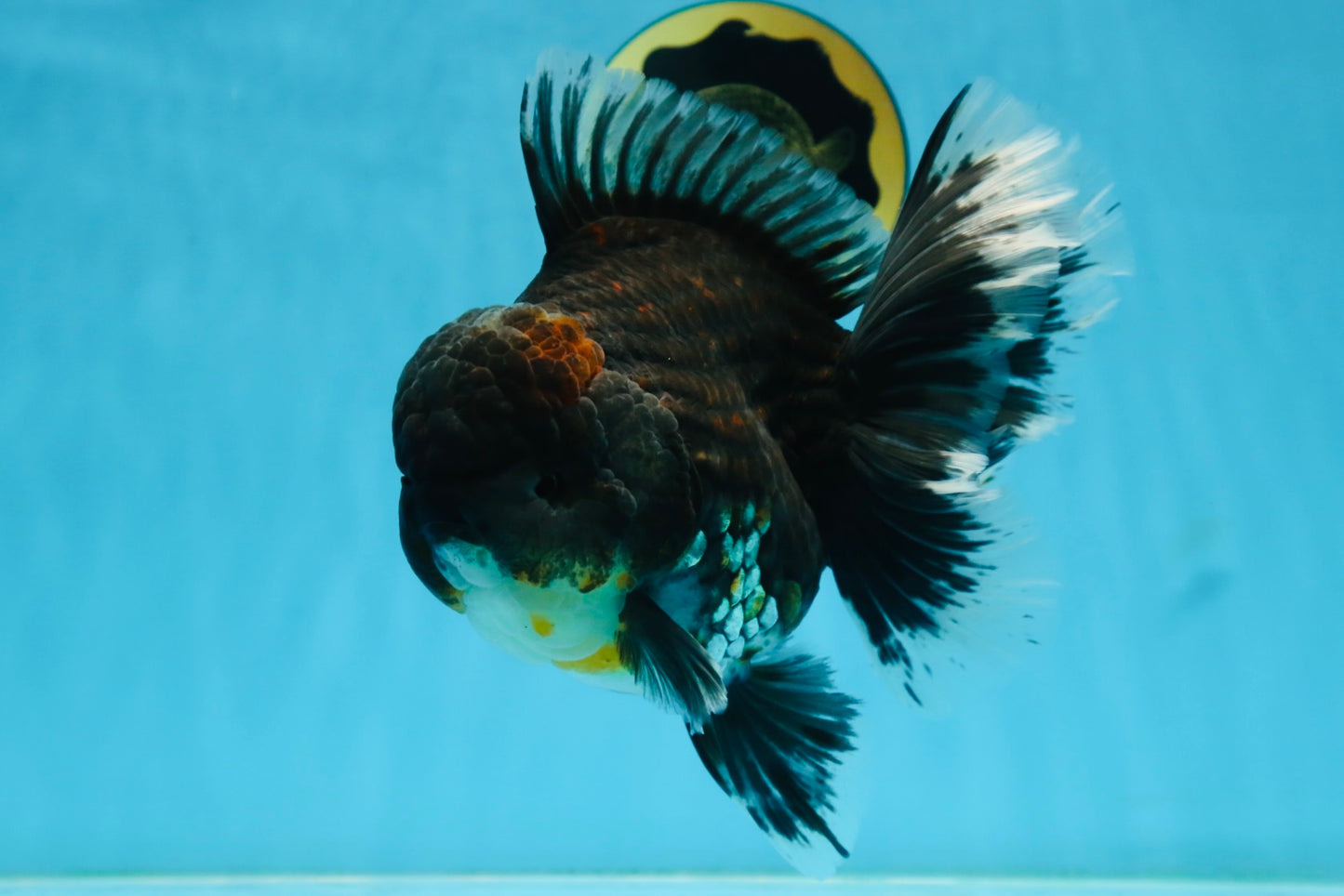 RARE AAA Grade SUPER GIANT Godzilla Kirin Oranda Female 7 inches #082225OR_07