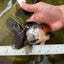 A Grade Fire Tricolor Oranda Female 5 inches #050225OR_02