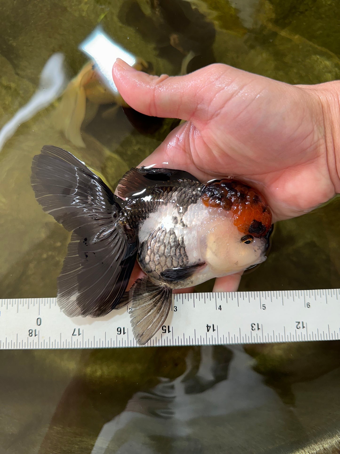 A Grade Fire Tricolor Oranda Female 5 inches #050225OR_02