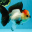 SUPER MARIO AAA Grade Tricolor Button Eyes Oranda Female 5.5 inches #042525OR_02