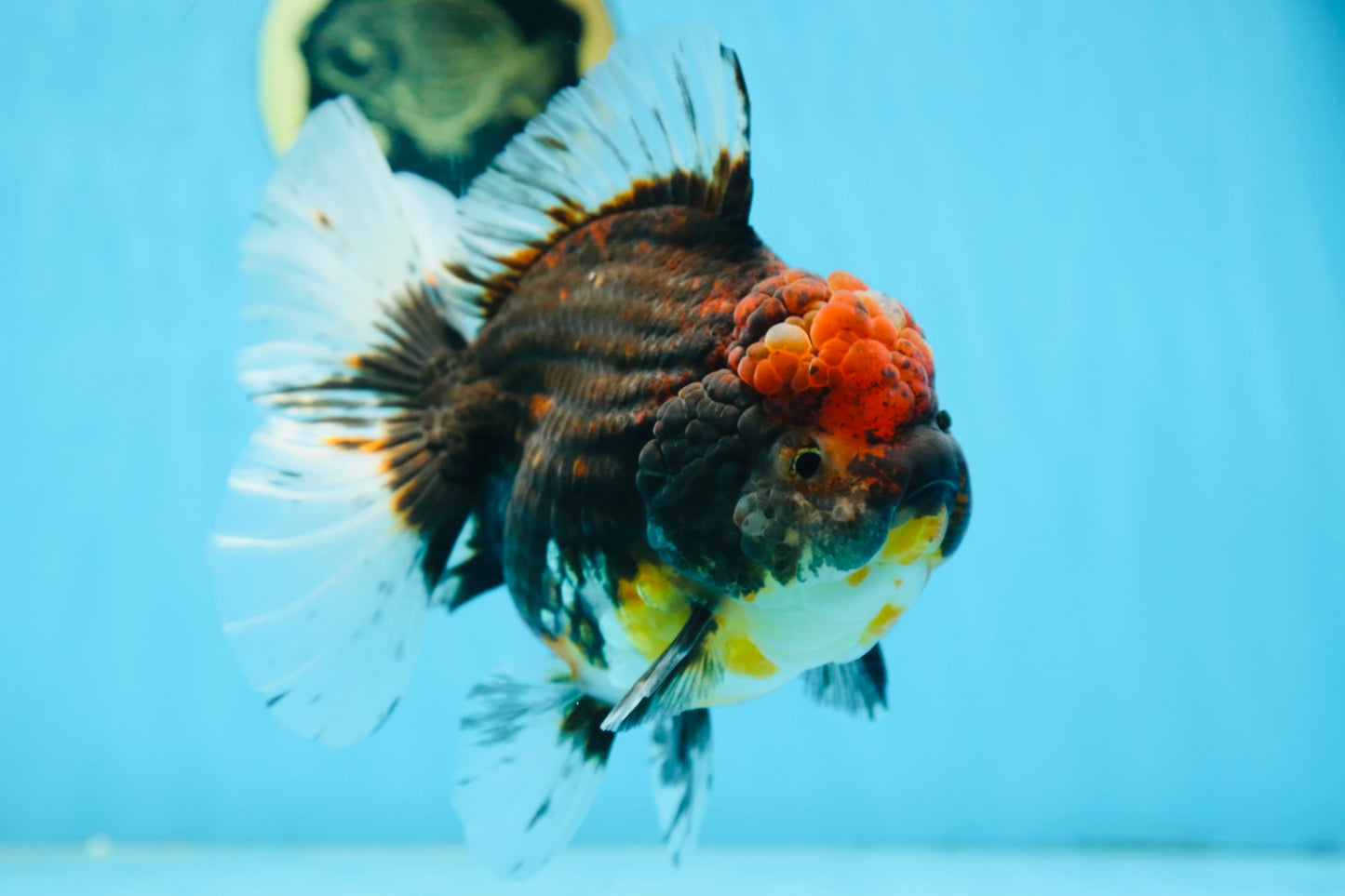 A Grade CHONKY Calico Kirin Oranda Female 6 inches #091225OR_12