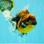 A Grade Tiger Oranda Female 7-7.5 inches #071026OR_04