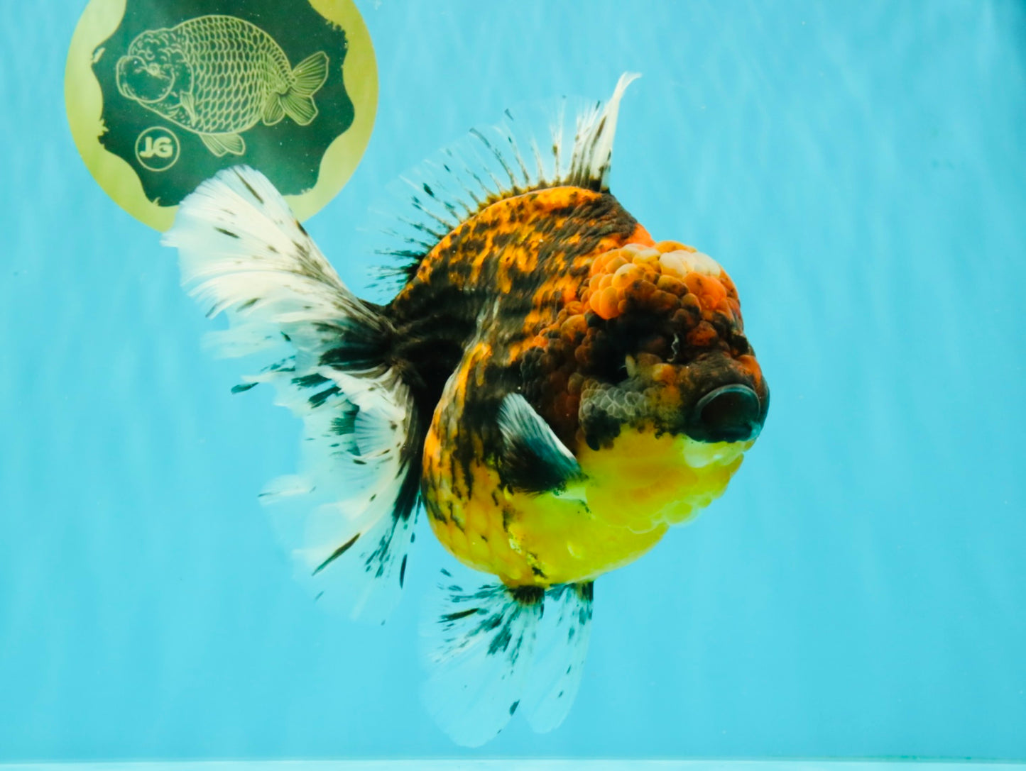 A Grade Tiger Oranda Female 7-7.5 inches #071026OR_04