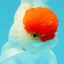 MARIO A Grade Tancho Red White Oranda Male 5-5.5 inches #031326OR_27