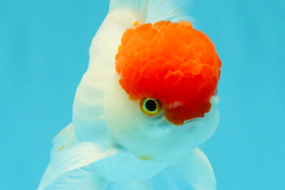 MARIO A Grade Tancho Red White Oranda Male 5-5.5 inches #031326OR_27