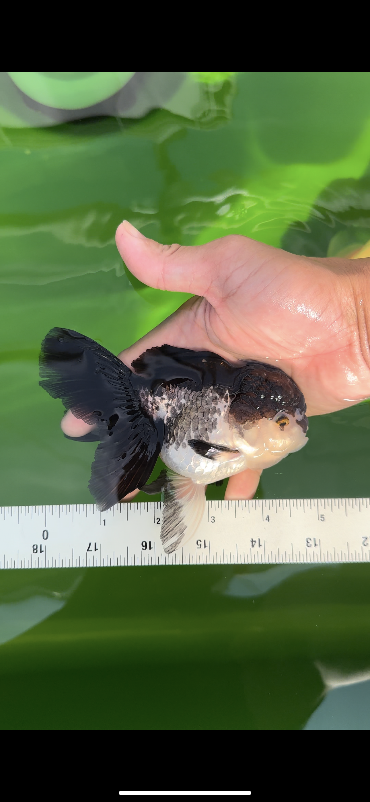 🐼 Panda Oranda Female 4.5-5 inches #0517OR_04