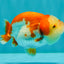 A Grade Red White LionQueen 4 inches #070326LC_29
