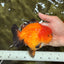 AAA Grade Apache Yuanbao Male 5-5.5 inches #071026YB_14