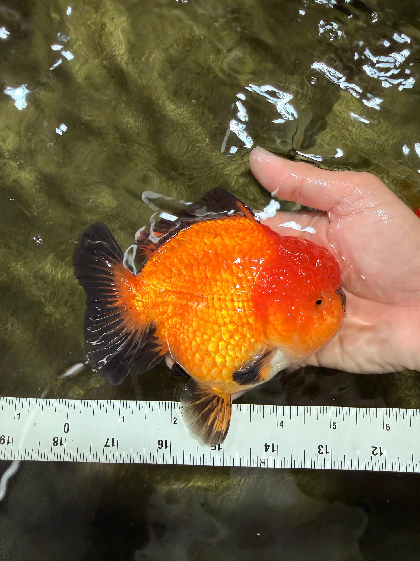AAA Grade Apache Yuanbao Male 5-5.5 inches #071026YB_14