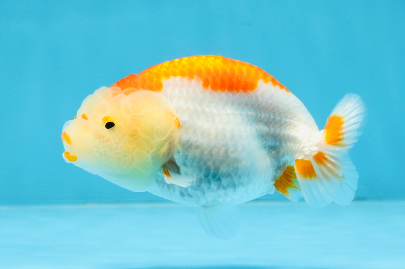 AAA Grade Red White LionQueen 4 inches #103125LC_24