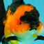 CHUBBY A Grade Apache Oranda Female 6 inches #071726OR_17