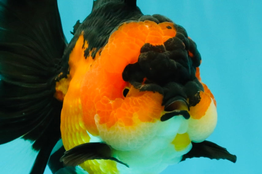 CHUBBY A Grade Apache Oranda Female 6 inches #071726OR_17