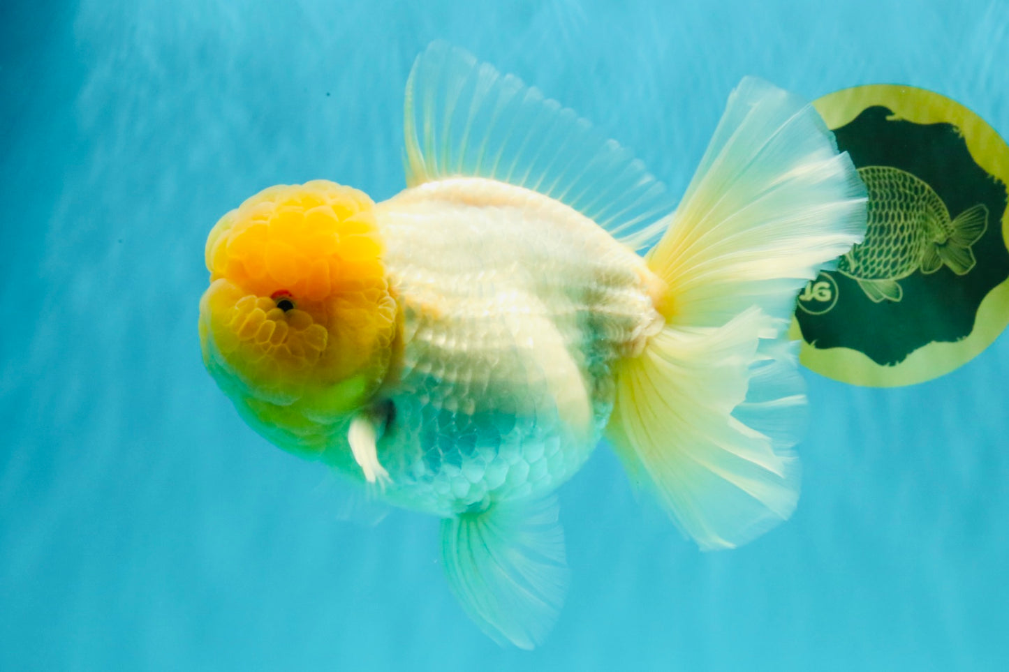 AAA Grade White Oranda Female 7-7.5 inches #032026OR_03