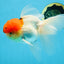 MARIO Red Cap Oranda Male 5-5.5 inches #072525OR_15