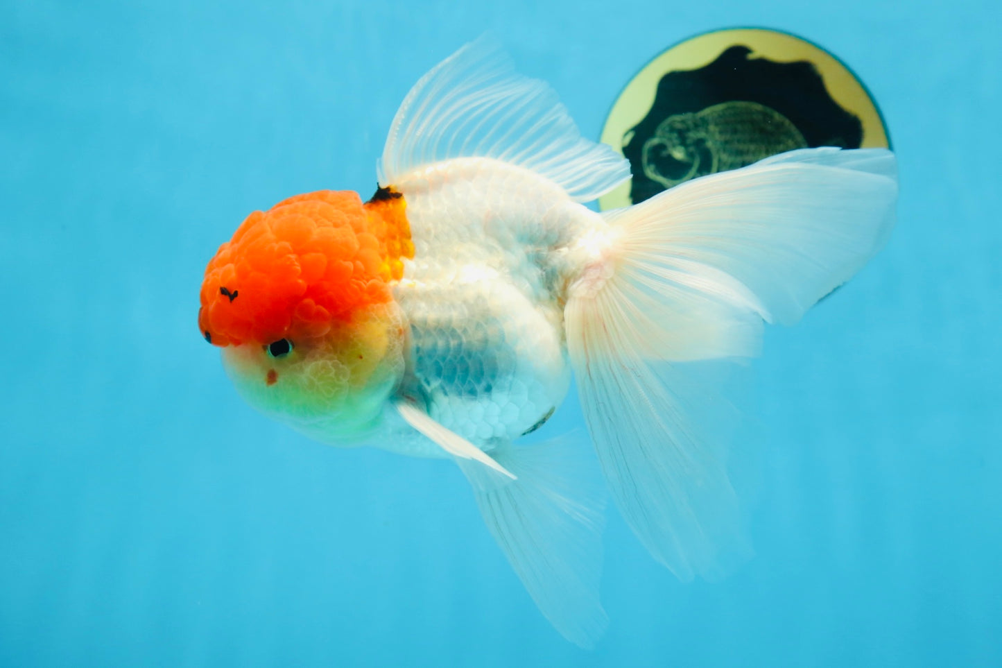 MARIO Red Cap Oranda Male 5-5.5 inches #072525OR_15