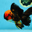 A Grade Stunning Lava Oranda Female 5 inches #010325OR_02