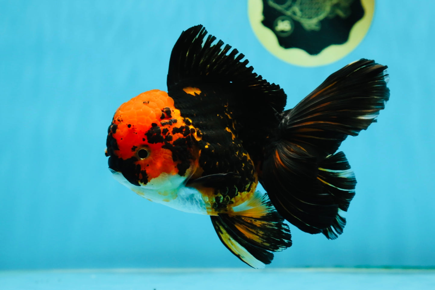 A Grade Stunning Lava Oranda Female 5 inches #010325OR_02