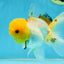 A Grade White Oranda Female 5 inches #062725OR_25