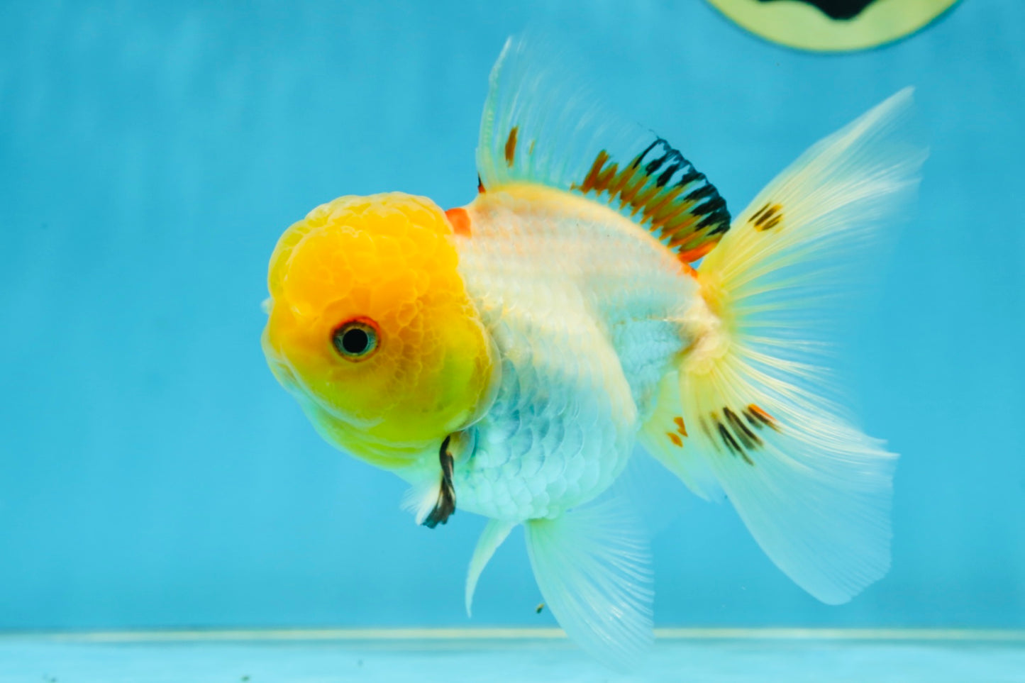 A Grade White Oranda Female 5 inches #062725OR_25