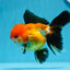 A Grade Tricolor Oranda Male 5 inches #0830OR_19