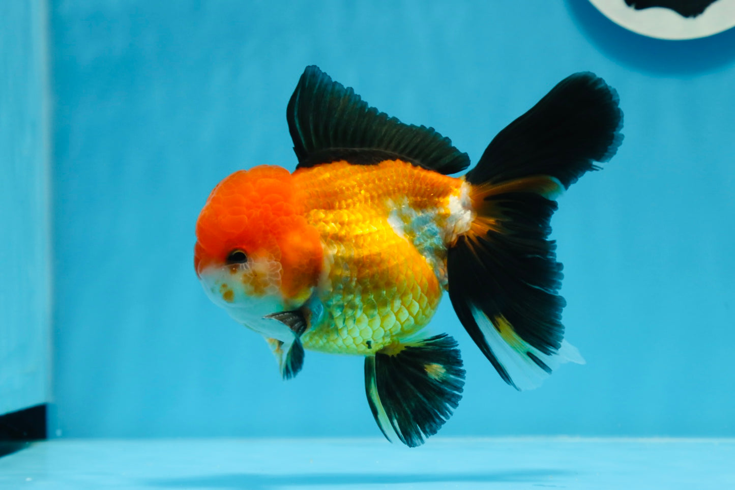 A Grade Tricolor Oranda Male 5 inches #0830OR_19