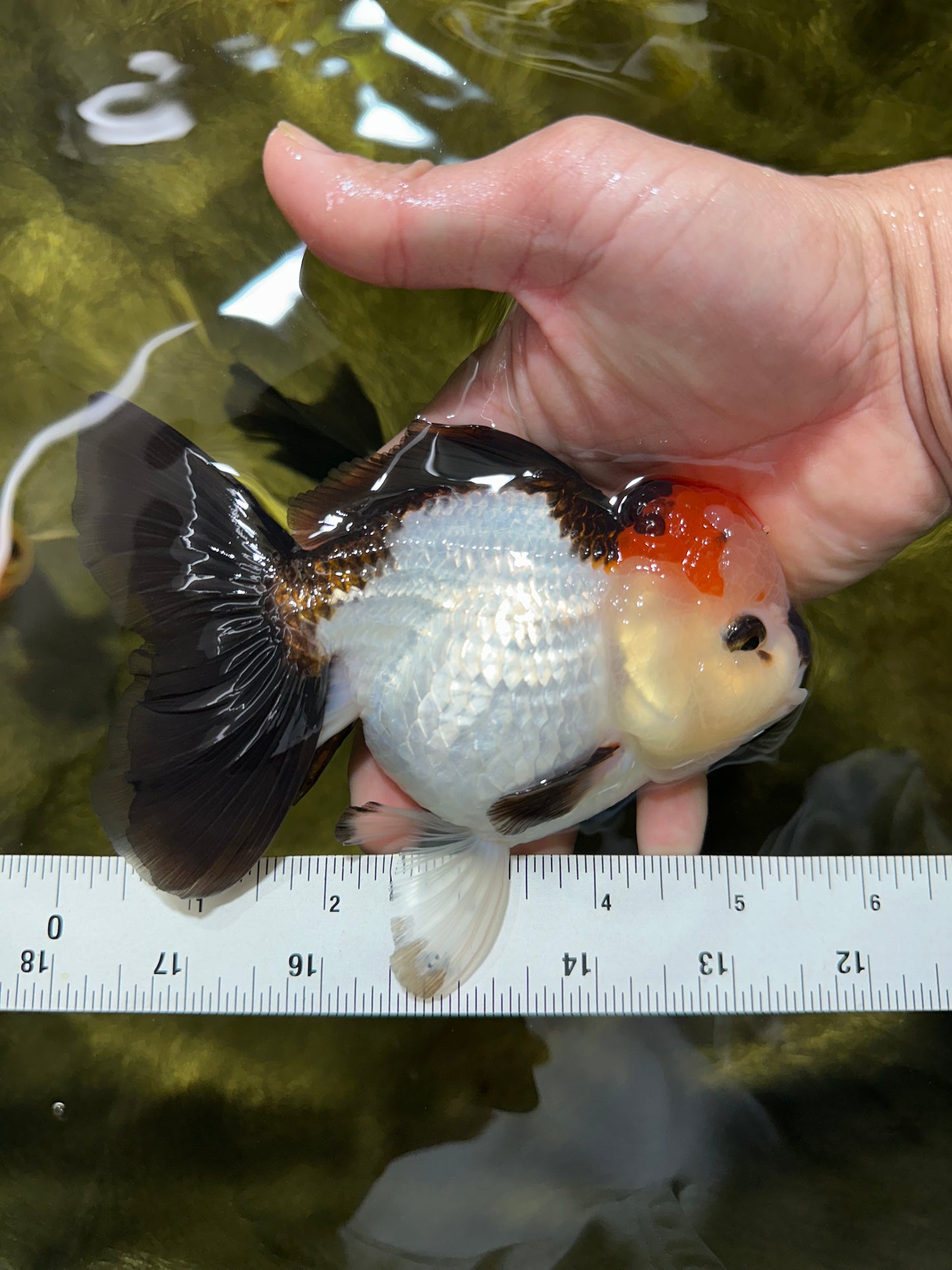 SUPER MARIO AAA Grade Tricolor Button Eyes Oranda Female 5.5 inches #042525OR_02