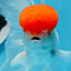 AAA Grade Red Cap Oranda Male 4.5 inches #0830OR_14