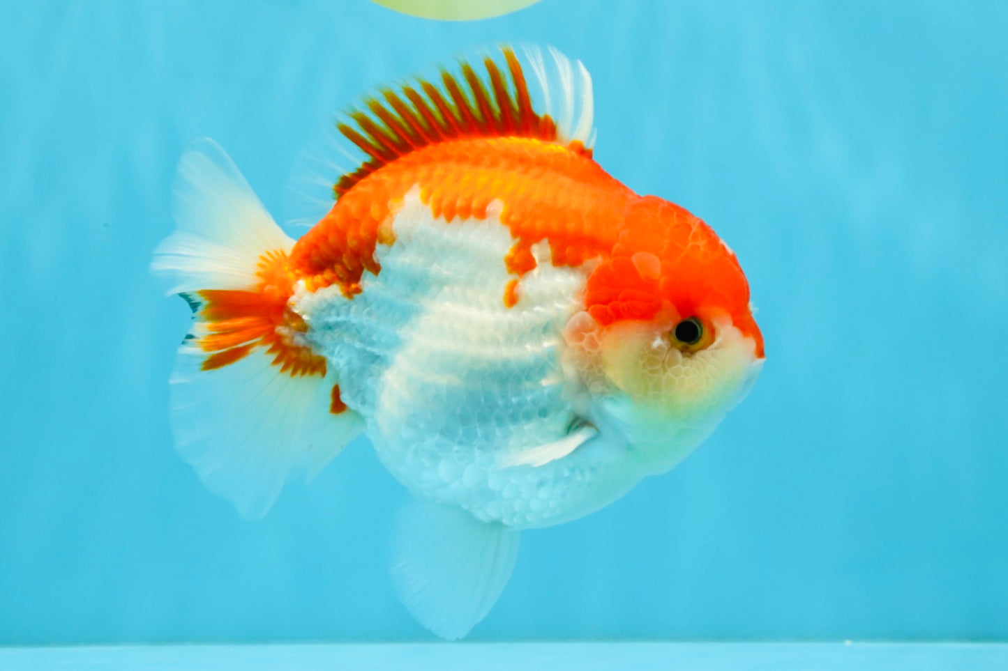 LITTLE BAO AAA Grade Red White Yuanbao Male 5.5 inches #032726YB_04