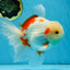 AAA Grade ADORABLE Sakura Oranda Male 6-6.5 inches #091925OR_14