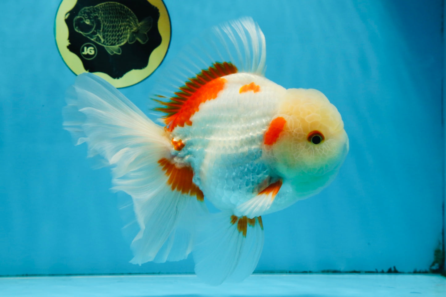 AAA Grade ADORABLE Sakura Oranda Male 6-6.5 inches #091925OR_14