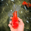 A Grade Red White Oranda Male 6 inches #081426OR_11