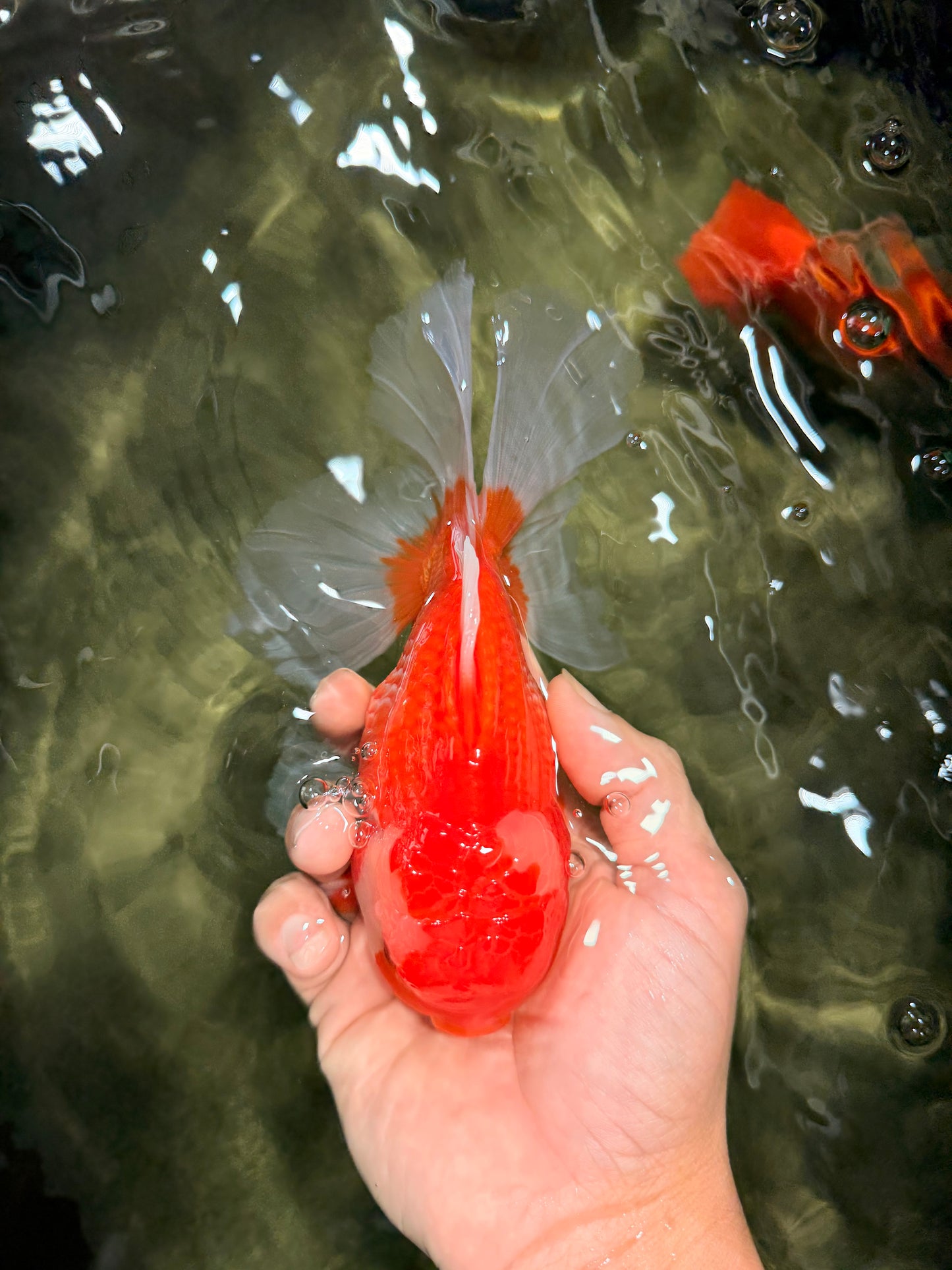 A Grade Red White Oranda Male 6 inches #081426OR_11