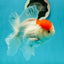 A Grade Sakura Oranda Male 5 inches #110824OR_11