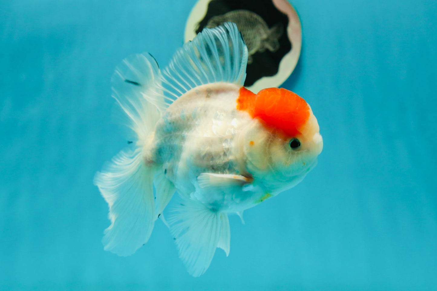 A Grade Sakura Oranda Male 5 inches #110824OR_11