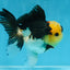 A Grade SPECIAL Panda Button Eyes Oranda Male 4.5-5 inches #072525OR_09