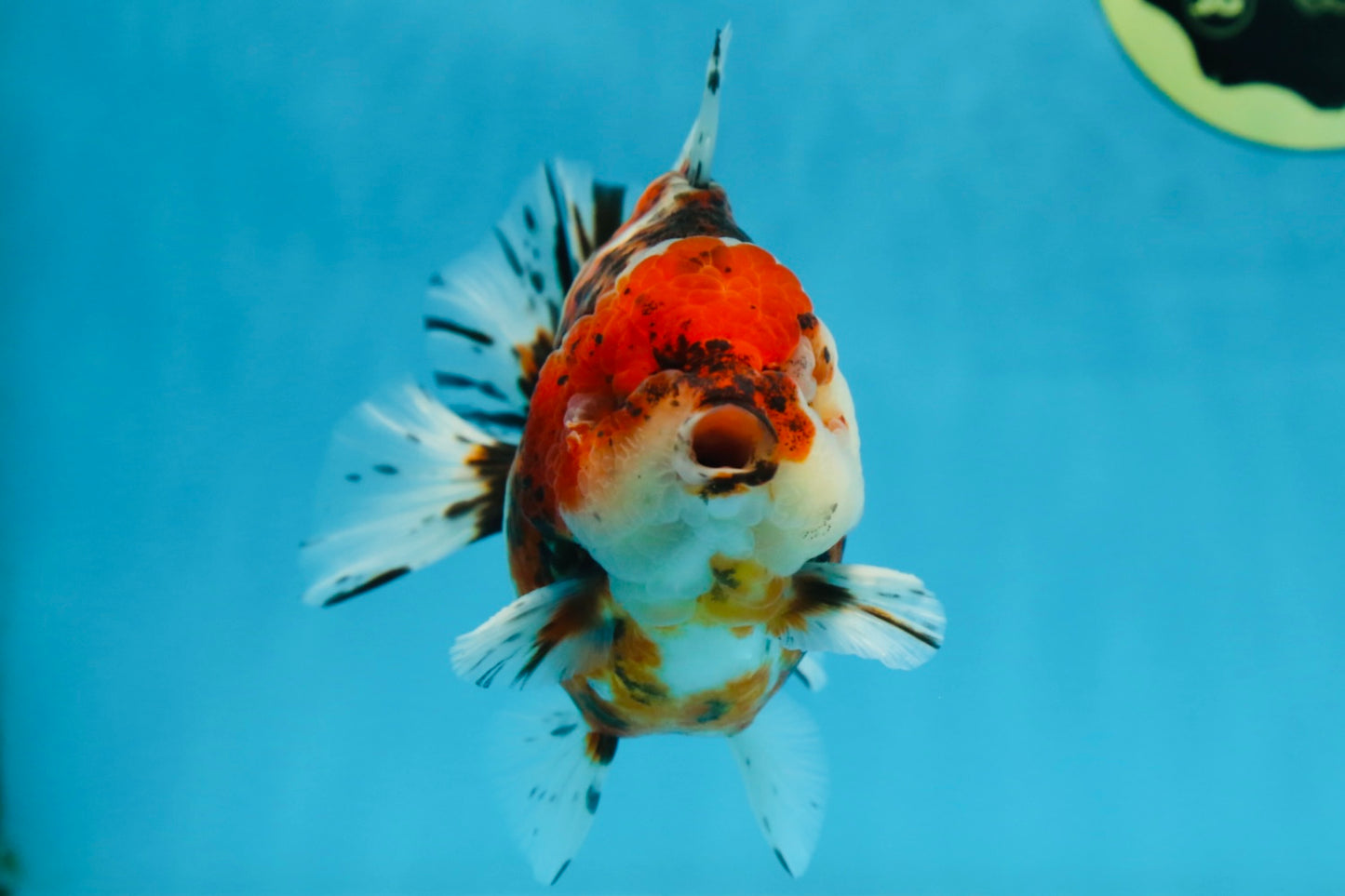 AAA Grade Godzilla Calico Yuanbao Male 4.5-5 inches #080125YB_14